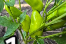 Pepper I.D.