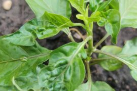 Hellooo. What happened to my habanero's leaf ?