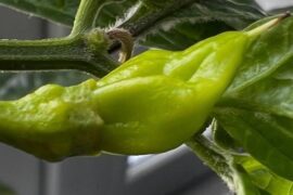 Is this lil’ guy a habanero?