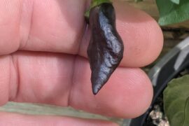 Well...these aren't Biquinho black. Any ideas?