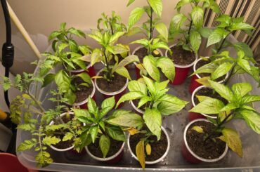 2 questions. Why are the bottom leaves yellowing and are the dark Grey spots burning from the light? Quick ways to correct it and still provide sufficient light?