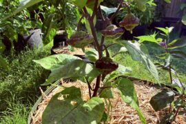 Tusk Buster - Matt’s Peppers