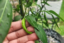 Gifted pepper