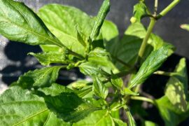 Broad mites pesticide drift? I have hundreds of plants that look like this all of a sudden.
