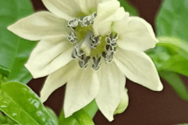 Some of my habanero flowers are doubled, they have double the amount of elements. Why is that? (More info in comment)