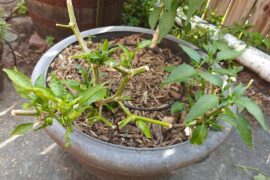 Any idea why 1of 3 overwintered jalapenos is looking so sad?