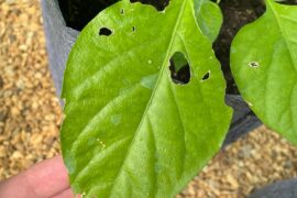 Anyone have any idea what pest I am dealing with?