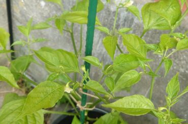 Help with crown chili