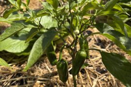 Can you help me identify this pepper please??