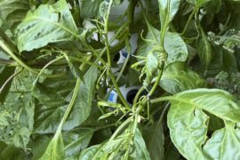 Herbicide or broad mite damage?