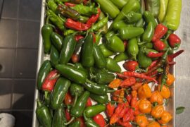 First real harvest!