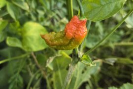 Carolina reaper or ghost pepper?