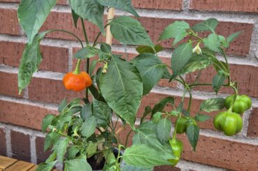My mystery plant - bright orange fruits in flattened bell shapes, with no heat. Very productive despite the tiny pot (currently 20+ fruits in varying stages of development and still sprouting new flower buds)