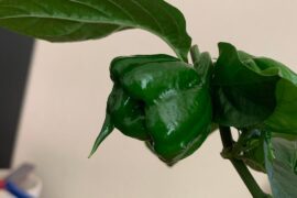 Best phenos on this round of Scotch bonnet Freeport orange waiting to ripen.