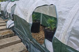 When should I remove the row covers for my pepper plants?