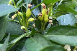 pepper id