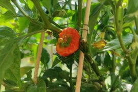 My first Carolina Reaper is turning red!!
