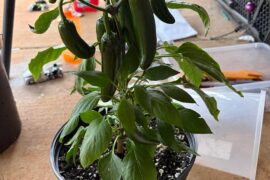What type of peppers are these? I can’t remember. And when should I harvest?