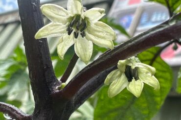 Some flowers