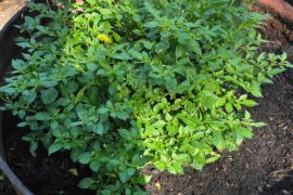Baker Creek Heirloom Peppers