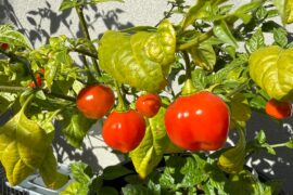 First scotch bonnet harvest