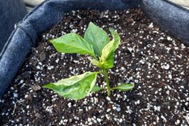 What is going on with this bell pepper plant ?