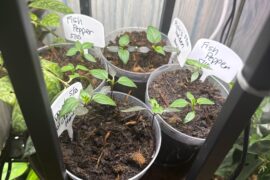 Another Noob pepper question