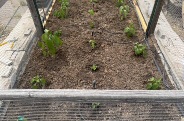 Finally got some planted outside