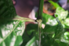 Aaaahhh why does my fatalii plant have holes like this???