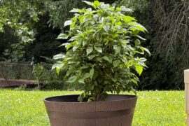Second Year Reaper Plant