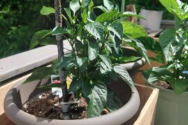 Should I trim this pepper plant at all or let it grow out?