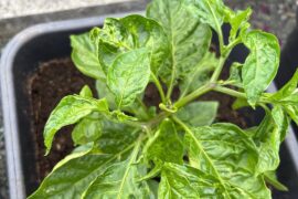 What the hell is happening to my pepper?