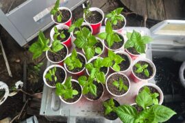 6 weeks under grow lights vs. 6 weeks in shade