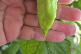 Aji Pineapple?