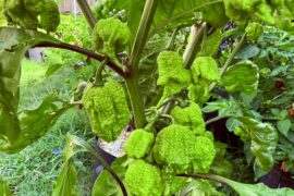 Beast- Ohio Peppers