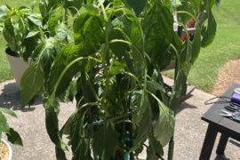 Is the overwatering from the rain?