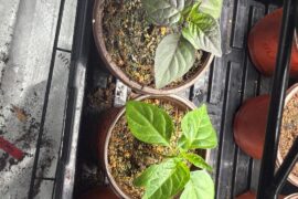 Ma purple wartrx no names pepper than moa scotch bonnet