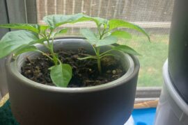 Do you guys like my kitchen Ghost Pepper