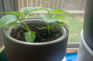 Do you guys like my kitchen Ghost Pepper