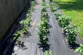 2nd grow location
