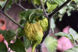 Reapers are starting to ripen.