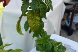 Scotch Bonnet Questions