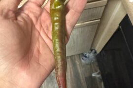 Spicy Cayyane cross