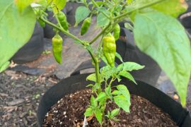 Pods everywhere