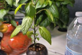 Its finally pepper time! Bolivian rainbow pepper