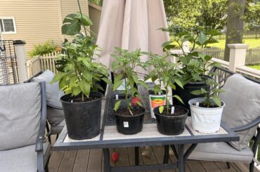 What fertilizers / ratios do you guys use?