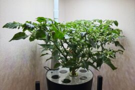Please help Hector Habanero. Sudden nutrient burn or nutrient deficiency? PH?
