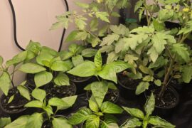 About two months since planting