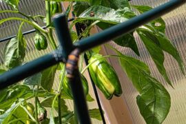 Candy Cane Chocolate Cherry Hybrid Sweet Pepper(Caspicum Annuum) it looks beautiful