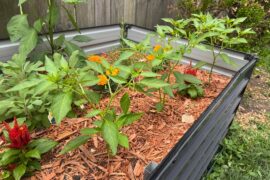 Good to be back in the garden after a few years